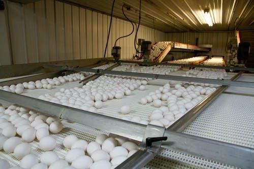 Transport Plastic Slat 500 Series Modular Conveyor Belt for Barley Malt Conveyor